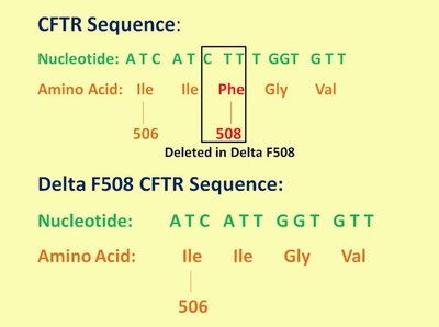 CFTR sequence and Delta F508 mutation