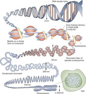 DNA double helix to supercoiled chromosome