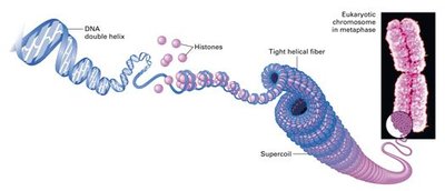 DNA packaging animation showing nucleosome and chromatin structure