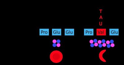 Sickle cell mutation and effect on hemoglobin