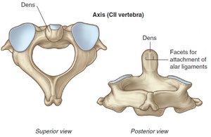 Axis (C2) vertebra