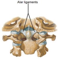 Alar ligaments of the cervical vertebrae
