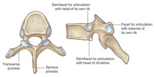 Thoracic vertebrae and rib articulation