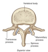 Lumbar vertebrae