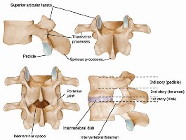 Lumbar vertebrae features