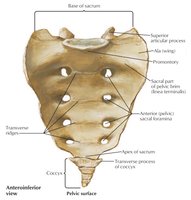 Anterior view of sacrum