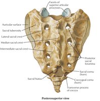 Posterior view of sacrum