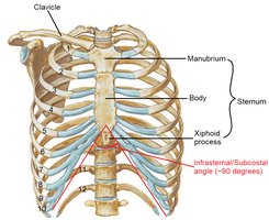 Sternum and rib articulation