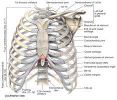 Classification of ribs