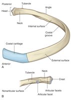 Anatomy of a typical rib