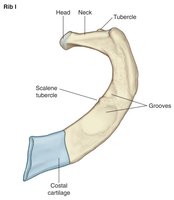 Rib I anatomy