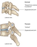 Zygapophysial joints