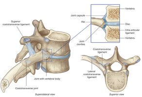 Costovertebral and costotransverse joints