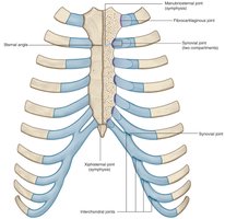 Joints of the ribs and sternum
