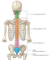 Regions of the vertebral column