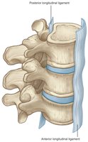 Anterior and posterior longitudinal ligaments
