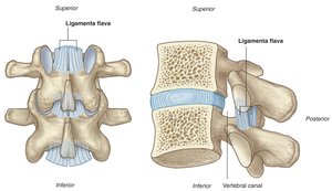 Ligamenta flava
