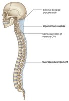Ligamentum nuchae and supraspinous ligament