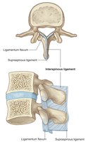Interspinous and supraspinous ligaments