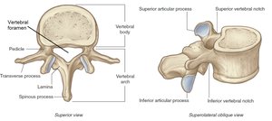 Processes of a typical vertebra
