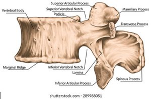 Vertebral notches and intervertebral foramina