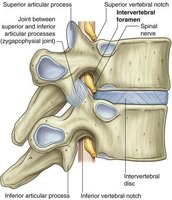 Intervertebral foramina and spinal nerves