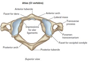 Atlas (C1) vertebra