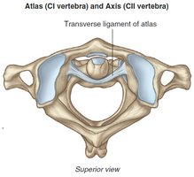 Atlas and Axis articulation