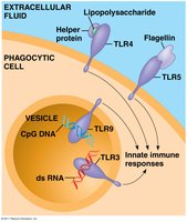 Toll-like receptors recognizing pathogen molecules