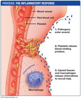 Steps of the inflammatory response