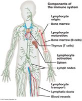Components of the immune system and lymphocyte maturation