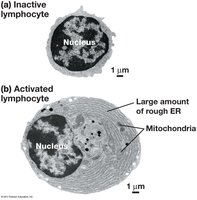 Inactive vs. activated lymphocyte