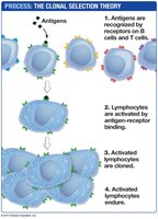 Clonal selection theory process
