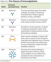 Five classes of immunoglobulins