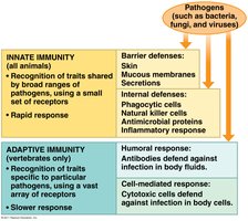 Comparison of innate and adaptive immunity
