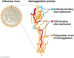 Epitopes on a viral protein