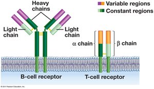 Structure of B-cell and T-cell receptors