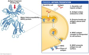 Antigen presentation by dendritic cells
