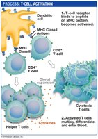 T-cell activation process