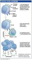 B-cell activation process