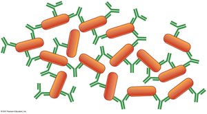 Antibody-coated pathogens