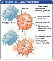 Cell-mediated response