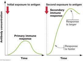 Primary vs. secondary immune response