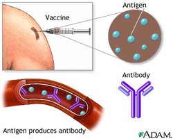 How vaccines stimulate antibody production