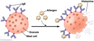Mast cell degranulation in allergy