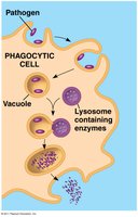 Phagocytic cell ingesting pathogens