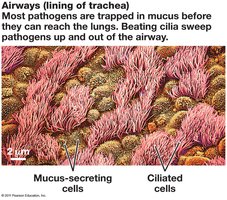 Mucus and cilia in the airway