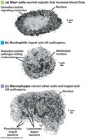Mast cells, neutrophils, and macrophages