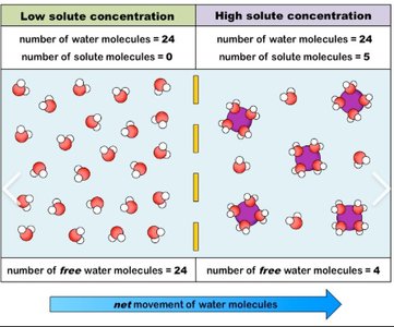 Diagram of free and bound water molecules in low and high solute concentrations