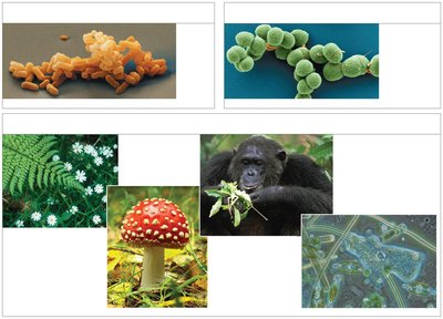 Three domains of life: Bacteria, Archaea, Eukarya